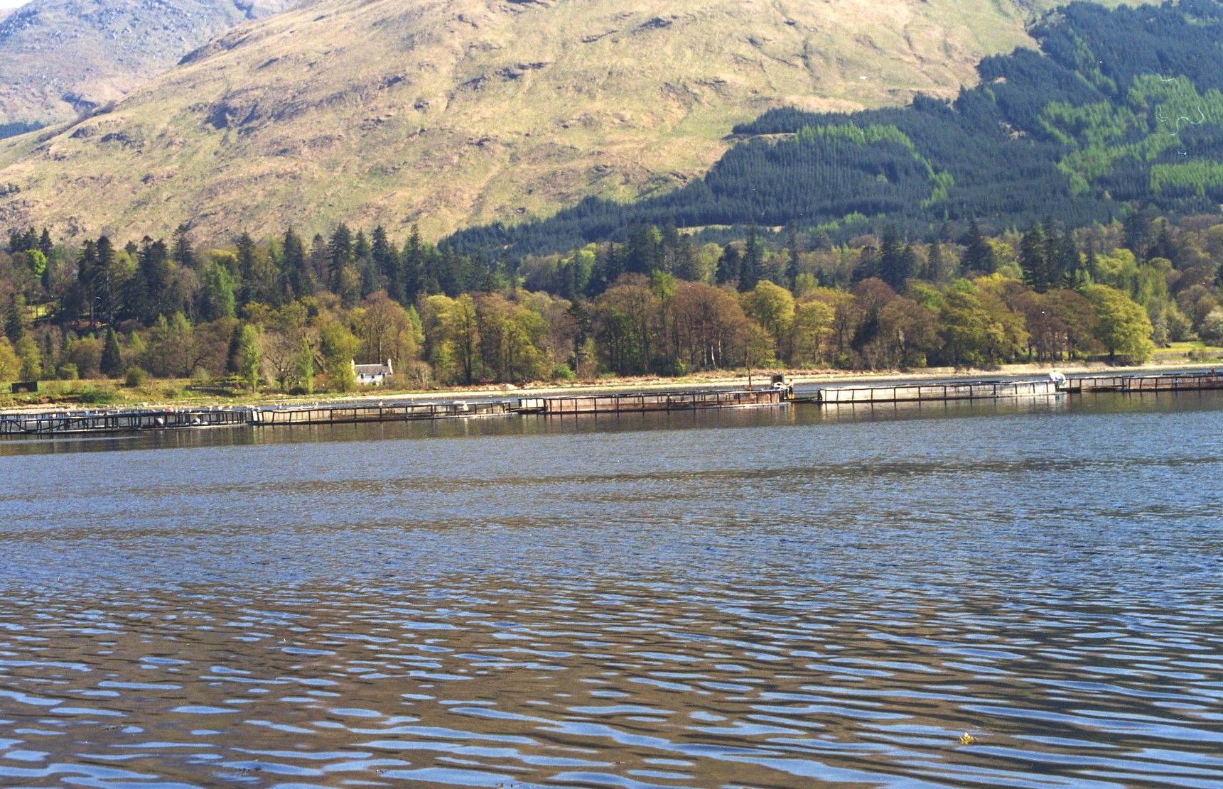 Cages on Loch Fyne