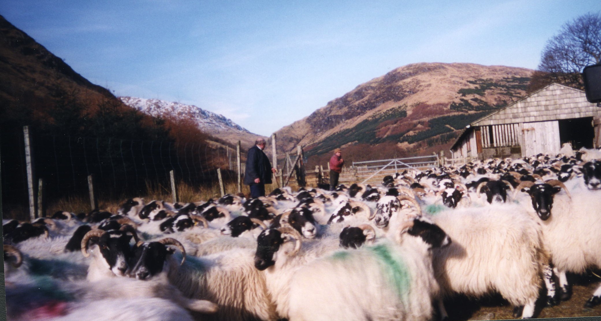 Sheep Gathering, Glen Fyne