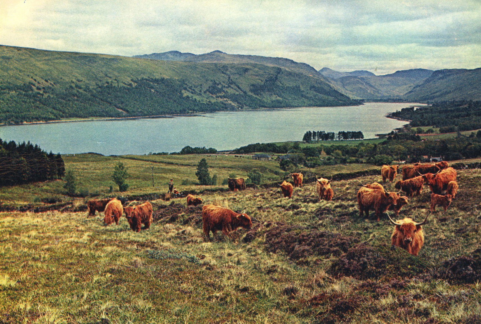 Highland Cows at Laglingarton
