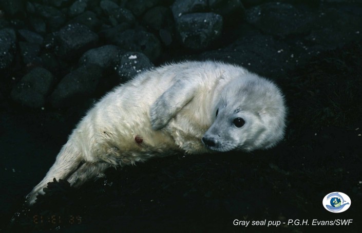 Grey Seal Pups