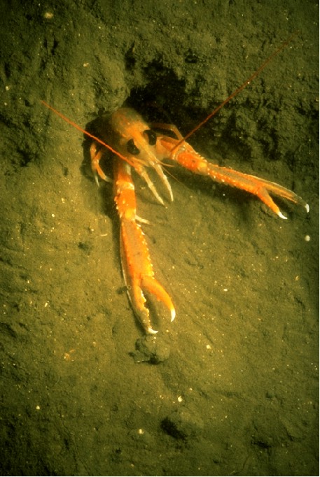 Norway Lobster