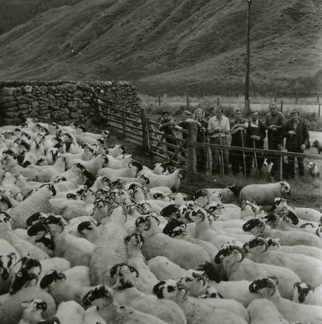 Shepherds at Butterbridge
