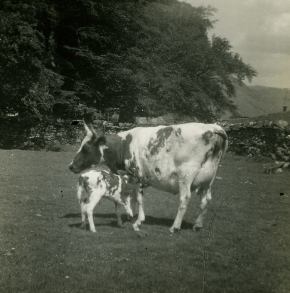 Cow and calf at Achadunan
