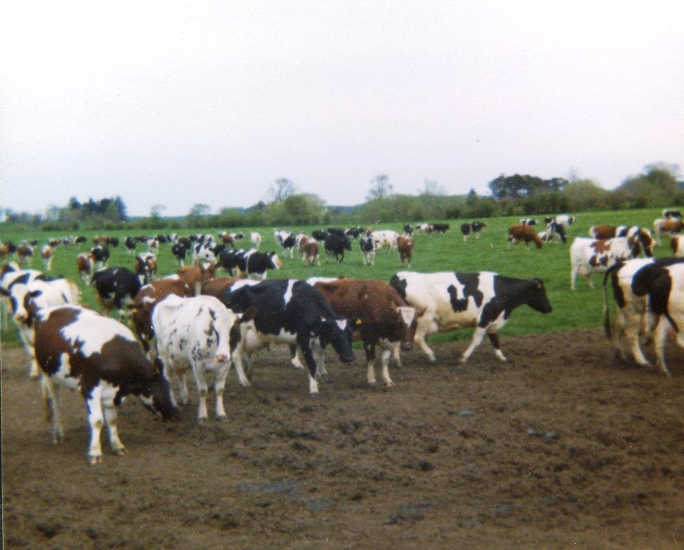 Cows at Achadunan