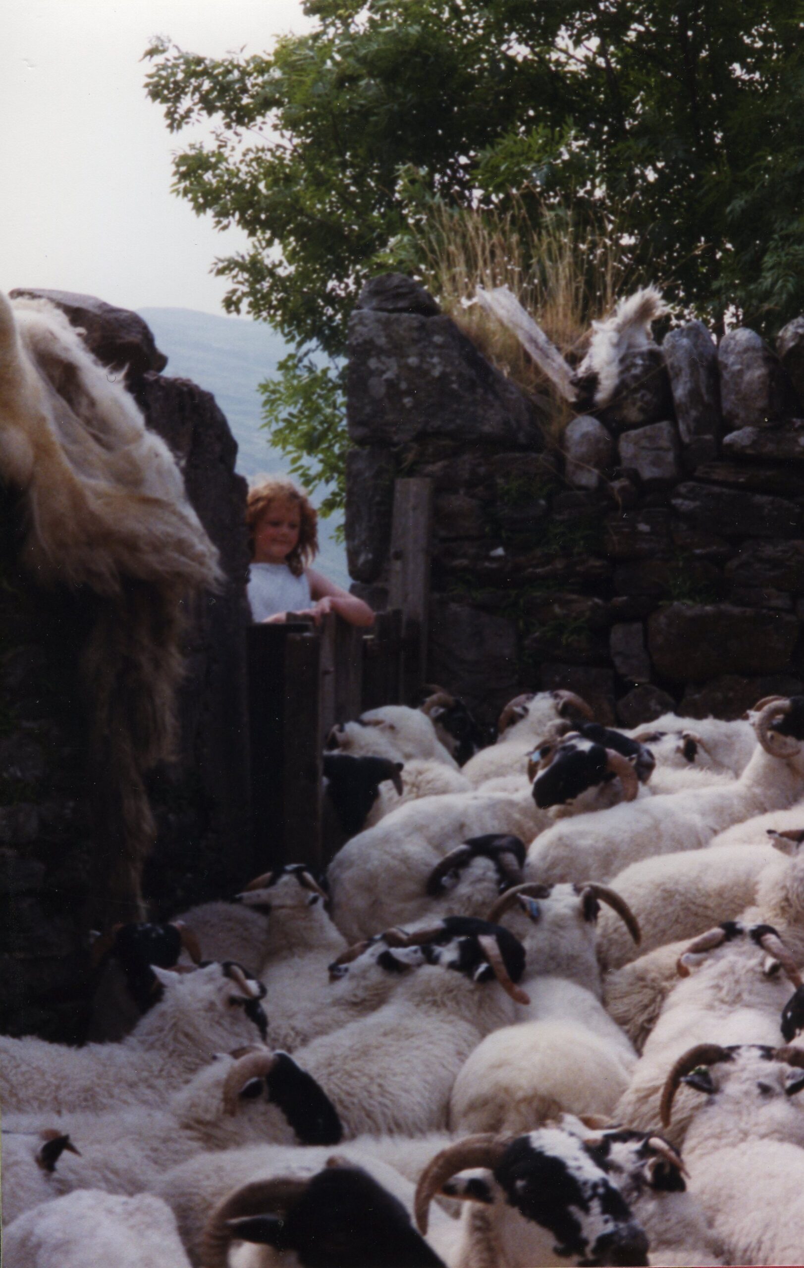 Sheep Sheding, Inverchorachan