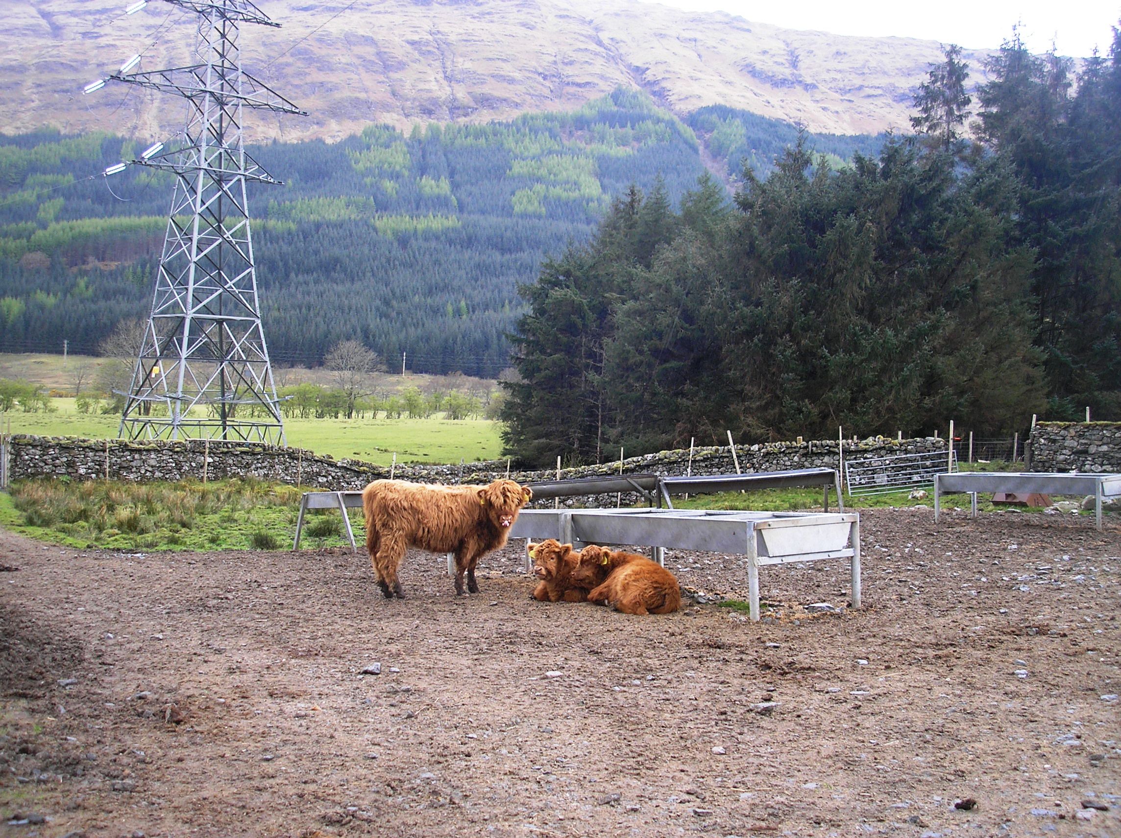 Glen Fyne Highland Cattle