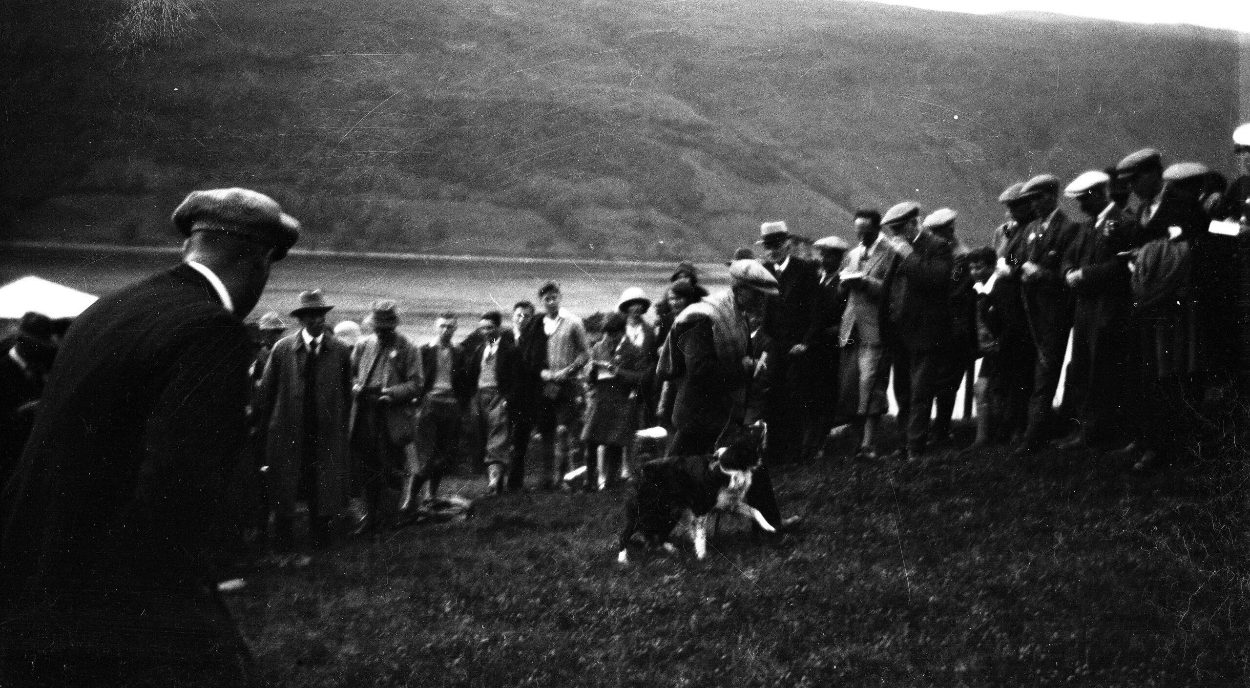 Sheepdog Trials